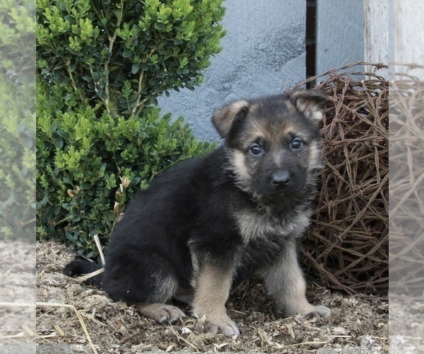 Medium Photo #6 German Shepherd Dog Puppy For Sale in FREDERICKSBURG, OH, USA