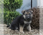 Small Photo #6 German Shepherd Dog Puppy For Sale in FREDERICKSBURG, OH, USA