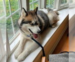 Small #1 Siberian Husky
