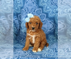 Goldendoodle Puppy for sale in KIRKWOOD, PA, USA