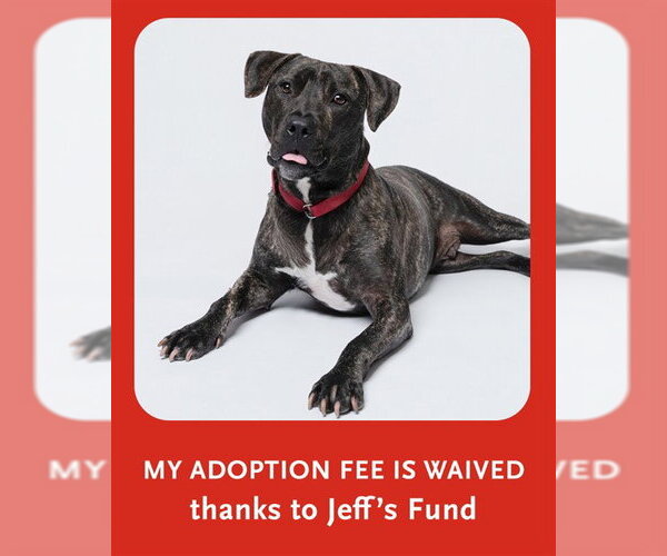 Medium Photo #1 Plott Hound-Unknown Mix Puppy For Sale in Dedham, MA, USA