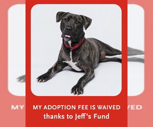 Plott Hound-Unknown Mix Dogs for adoption in Dedham, MA, USA