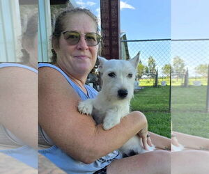 Jack Russell Terrier Dogs for adoption in Oakhurst, NJ, USA
