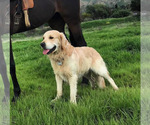 Small Photo #1 English Cream Golden Retriever-Great Pyrenees Mix Puppy For Sale in VAN NUYS, CA, USA