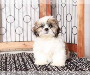 Shih Tzu Puppy for Sale in NAPLES, Florida USA