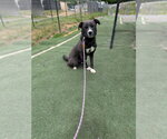 Small #1 Labrador Retriever Mix