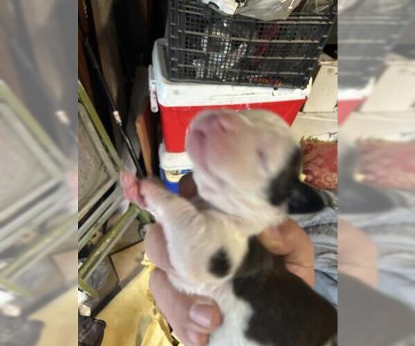 Medium Photo #1 Mutt Puppy For Sale in Houston, TX, USA