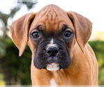 Small Photo #17 Boxer Puppy For Sale in WAKARUSA, IN, USA