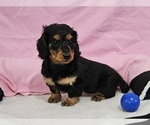 Small Photo #7 Dachshund Puppy For Sale in CLARK, MO, USA
