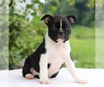 Small Photo #5 Boston Terrier Puppy For Sale in MANHEIM, PA, USA