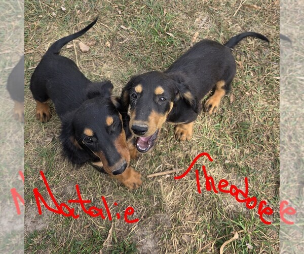 Medium Photo #1 Dachshund Puppy For Sale in HALF WAY, MO, USA