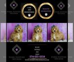 Small Photo #30 Poodle (Miniature) Puppy For Sale in WARSAW, IN, USA