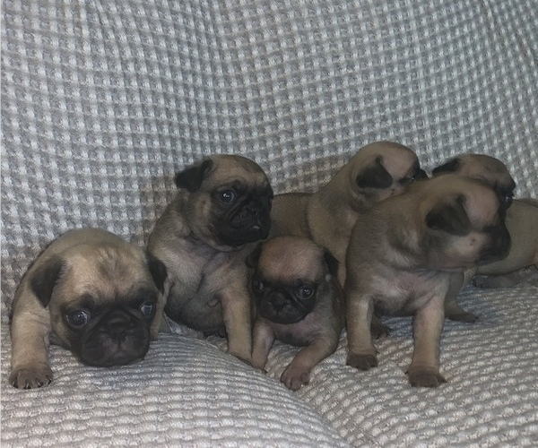 Medium Photo #3 Pug Puppy For Sale in CHATTANOOGA, TN, USA