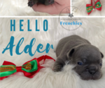 Small Photo #2 French Bulldog Puppy For Sale in SOMERS, MT, USA