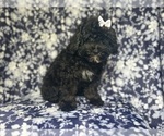 Small #2 ShihPoo