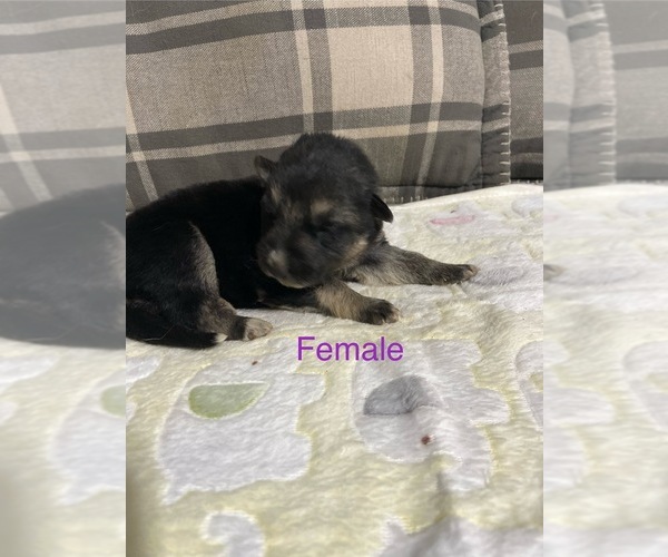 Medium Photo #3 German Shepherd Dog Puppy For Sale in ALACHUA, FL, USA