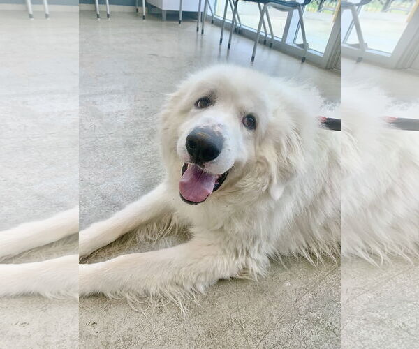 Medium Photo #3 Great Pyrenees Puppy For Sale in Spring, TX, USA