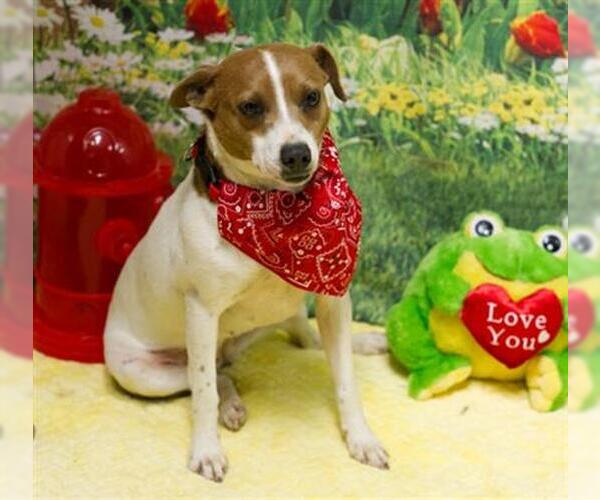 Medium Photo #1 Mutt Puppy For Sale in Placerville, CA, USA