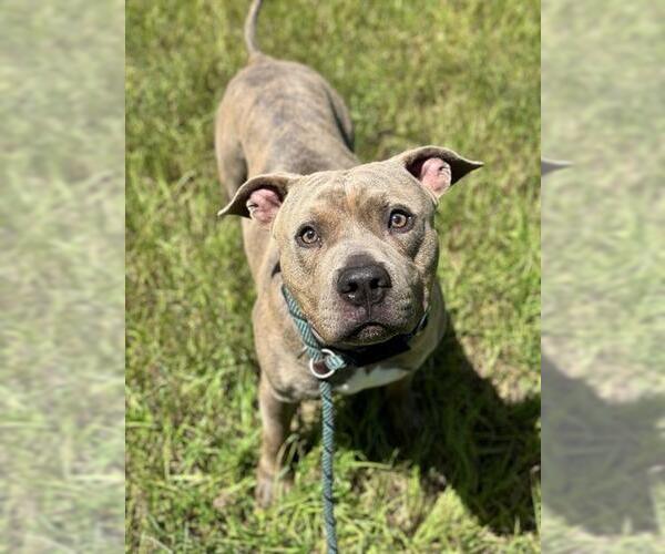 Medium Photo #1 American Staffordshire Terrier Puppy For Sale in Fort Lauderdale, FL, USA