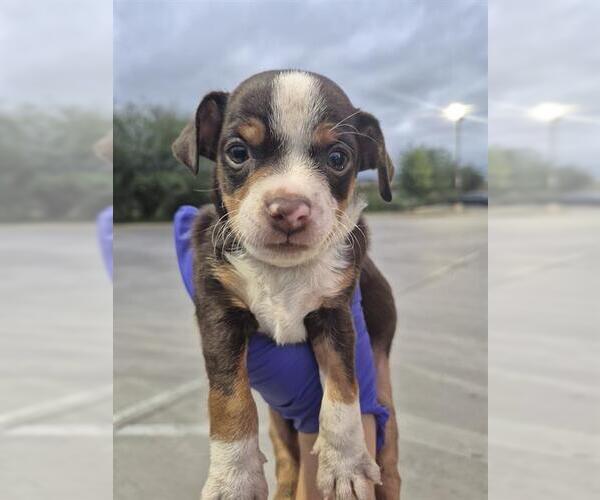 Medium Photo #1 Chihuahua Puppy For Sale in San Antonio, TX, USA