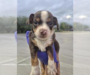Chihuahua Dogs for adoption in San Antonio, TX, USA
