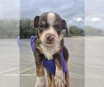 LIL BIGGIE - Male Chihuahua Dog for Adoption - Small photo