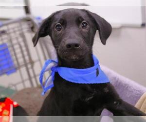 Labrador Retriever Dogs for adoption in Tallahassee, FL, USA