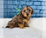 Small #1 YorkiePoo