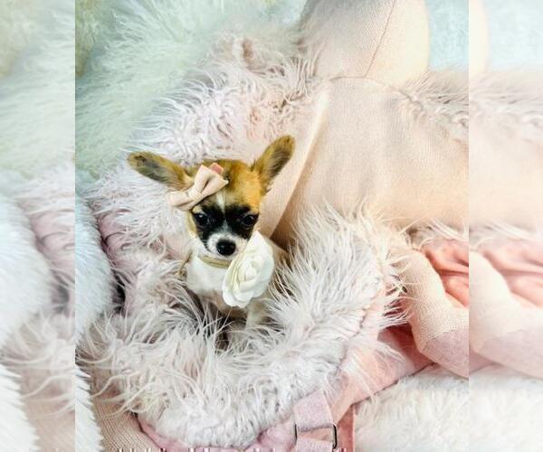 Medium Photo #17 Chihuahua Puppy For Sale in NAPLES, FL, USA