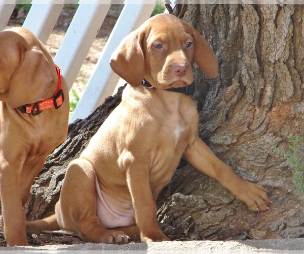 Medium Photo #3 Vizsla Puppy For Sale in AMORITA, OK, USA