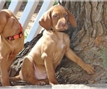 Small #2 Vizsla