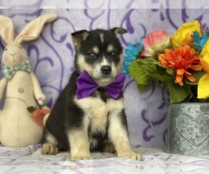 Labrador Retriever-Siberian Husky Mix Puppy for sale in LANCASTER, PA, USA