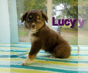 Miniature Australian Shepherd Puppy for sale in FREMONT, MI, USA