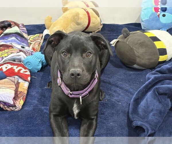 Medium Photo #18 Labrador Retriever-Unknown Mix Puppy For Sale in Brewster, NY, USA