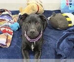 Small #17 Labrador Retriever Mix