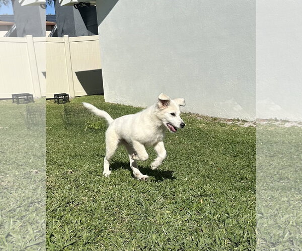 Medium Photo #5 Great Pyrenees Puppy For Sale in Valrico, FL, USA