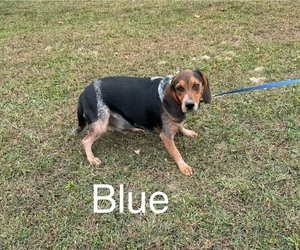 Father of the Beagle puppies born on 05/28/2025