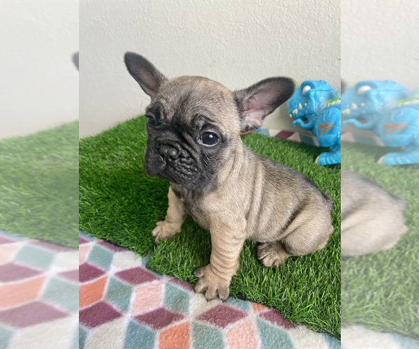 Full screen Photo #3 French Bulldog Puppy For Sale in KISSIMMEE, FL, USA