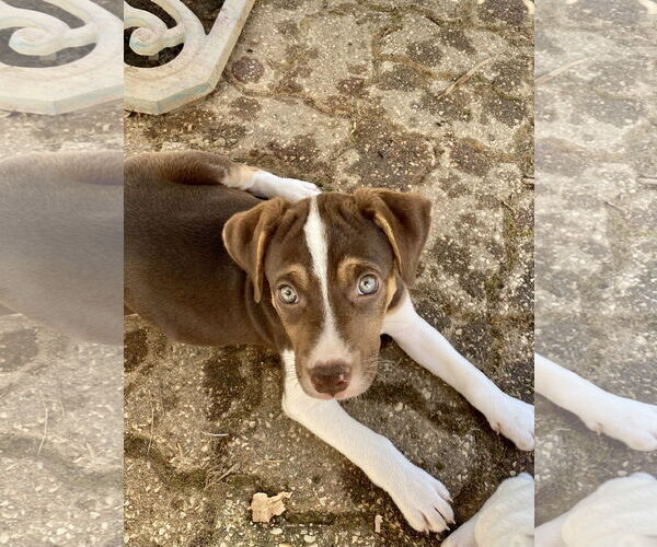 Medium Photo #5 Mutt Puppy For Sale in Hillsboro, MO, USA