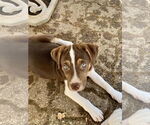 Small #4 Mutt
