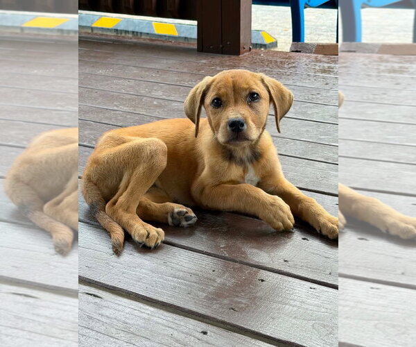 Medium Photo #3 Labrador Retriever-Unknown Mix Puppy For Sale in Mount Laurel, NJ, USA
