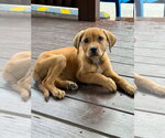 Small #2 Labrador Retriever Mix