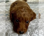 Small Photo #18 Goldendoodle (Miniature) Puppy For Sale in PENSACOLA, FL, USA