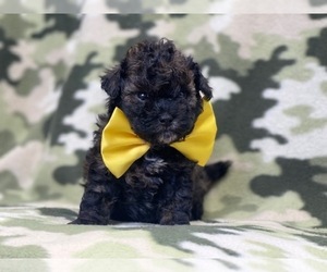 Poodle (Miniature)-ShihPoo Mix Puppy for sale in LAKELAND, FL, USA