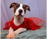 Small American Pit Bull Terrier Mix
