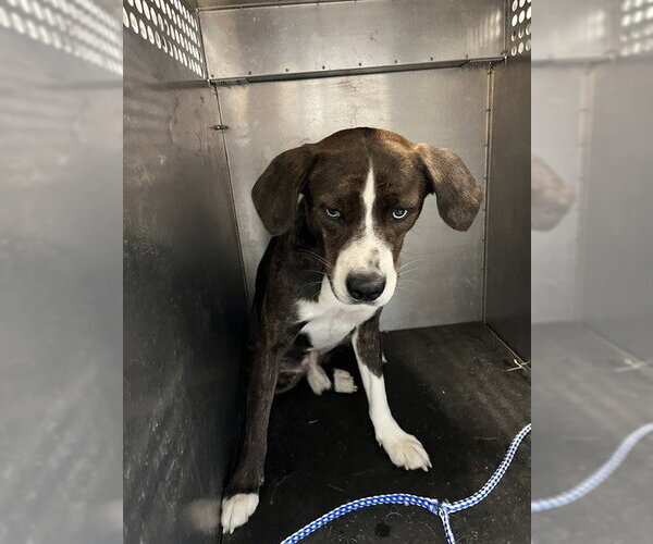 Medium Photo #1 Mutt Puppy For Sale in Pearland, TX, USA
