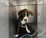 Small Mutt