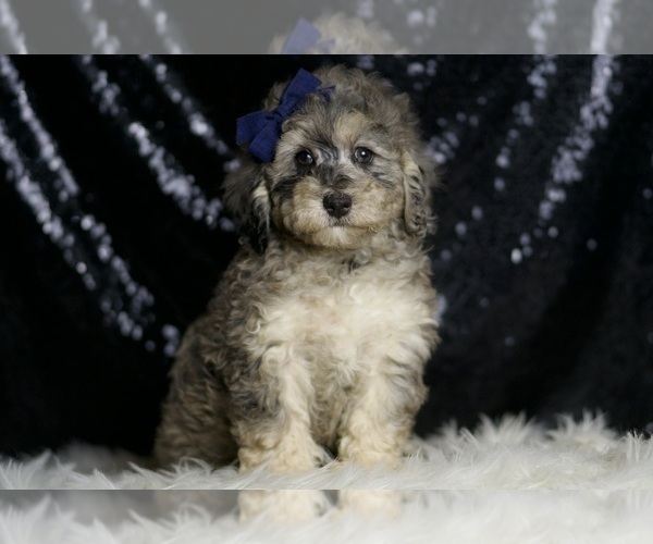 Medium Photo #1 Poodle (Toy) Puppy For Sale in WARSAW, IN, USA
