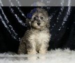 Puppy AKC Mikasa Poodle (Toy)