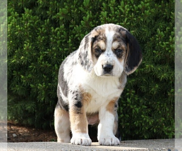 Medium Photo #2 Australian Shepherd-Beagle Mix Puppy For Sale in FREDERICKSBG, OH, USA